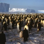 Thousands of penguins