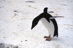 An Adelie penguin