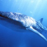 Whale sharks are the largest sharks, growing to 50 feet!