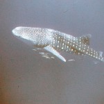 Whale sharks are harmless. They don't even have teeth!