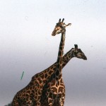 Two giraffes make an X with their necks!