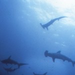 Hammerhead sharks in the Galapagos Islands. 