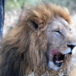 This lion growled too close to my tent and I was scared to walk to the bathroom tent!