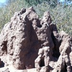 The biggest ant hill I've ever seen.