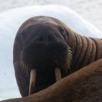 This walrus was very curious. He came up to the boat and his tusk went through the rubber!