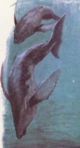 Little Whale Interior