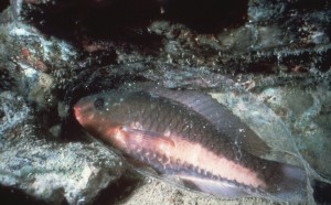Parrot fish in Cocoon