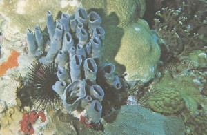 The Underwater World of the Coral Reef Interior